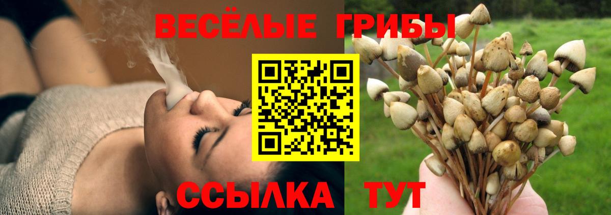Галлюциногенные грибы Psilocybine cubensis Гай